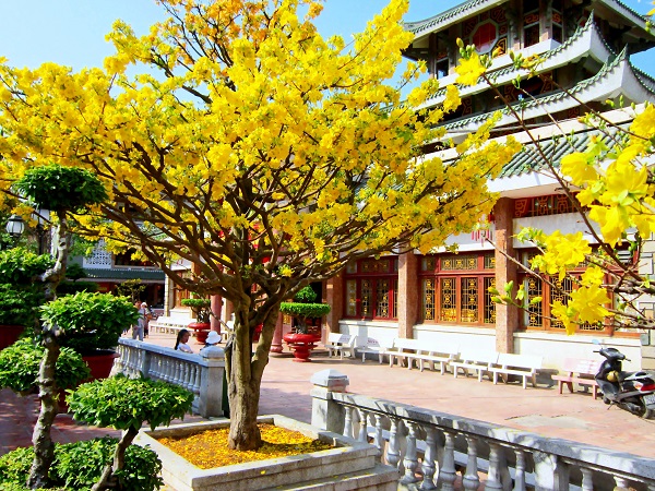 Mơ thấy hoa mai có ý nghĩa như thế nào