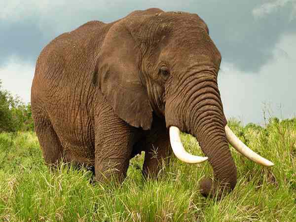 Nằm mơ thấy voi đánh con gì ăn chắc, có điềm báo gì