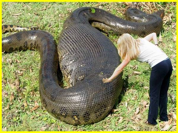 Mơ thấy rắn khổng lồ đánh con gì? Giải mã bí ẩn giấc mộng