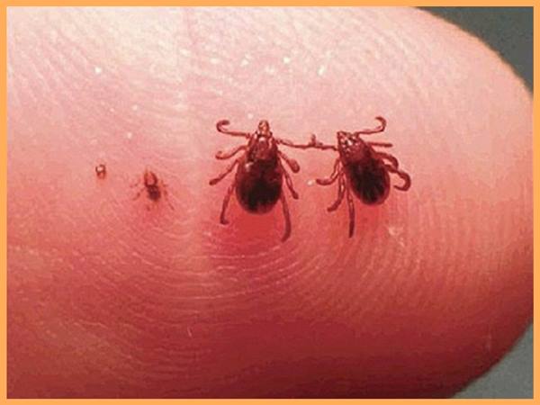 Nằm mơ thấy con ve chó - Giải mã ý nghĩa giấc mơ có điềm báo gì