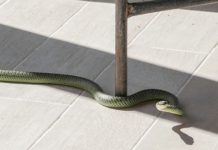 Mơ thấy rắn bò vào nhà may hay xui đánh con gì hiệu quả và dễ thắng?