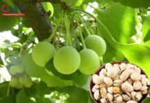 5 bài thuốc dân gian nhanh có thai tự nhiên hiệu quả