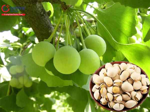 Bài thuốc dân gian từ cây bạch quả nhanh có thai