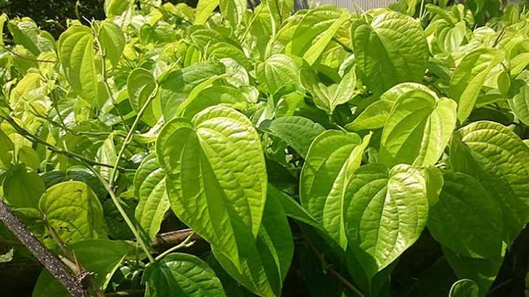 Lá trầu không – bài thuốc dân gian trị viêm lộ tuyến hiệu quả