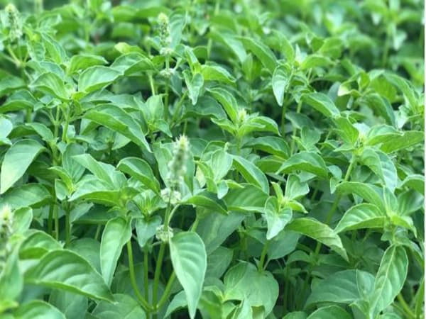 Lá É có tốt không và lợi ích sức khỏe được ghi nhận