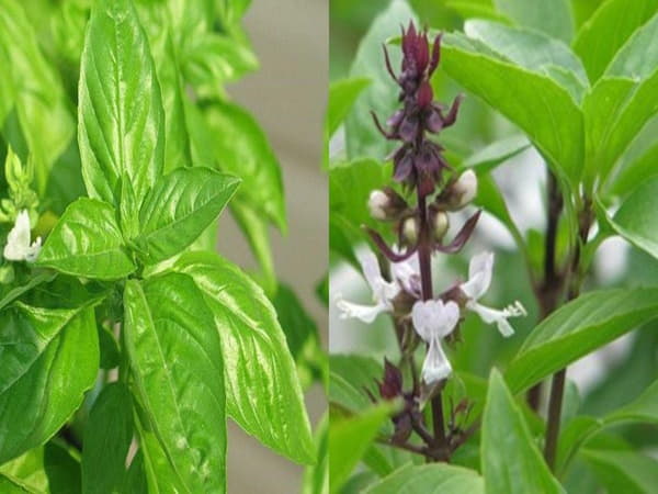 Lá É là gì, vì sao loại lá này được ưa chuộng trong dân gian