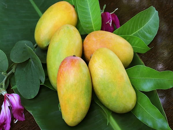 Những lưu ý khi bà bầu ăn xoài