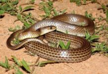 Nằm mơ thấy rắn bò lên người là điềm gì hên hay xui Nằm mơ thấy rắn bò lên người là điềm gì hên hay xui