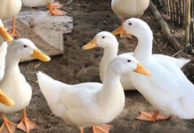 Nằm mơ thấy vịt trắng, vịt xiêm có số gì phát tài Nằm mơ thấy vịt trắng, vịt xiêm có số gì phát tài