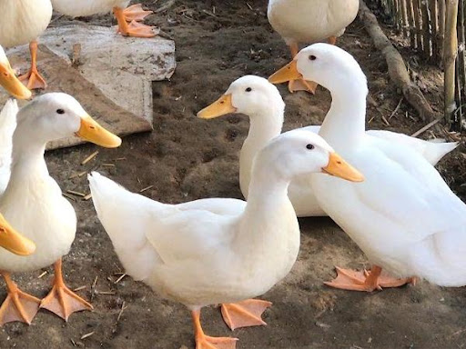 Nằm mơ thấy vịt trắng, vịt xiêm có số gì phát tài Nằm mơ thấy vịt trắng, vịt xiêm có số gì phát tài