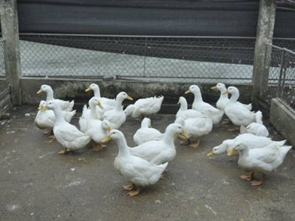 Nằm mơ thấy vịt trắng, vịt xiêm có số gì phát tài Nằm mơ thấy vịt trắng, vịt xiêm có số gì phát tài