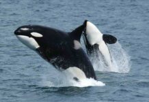 Nằm mơ thấy cá voi sát thủ, cá voi xanh có số gì Nằm mơ thấy cá voi sát thủ, cá voi xanh có số gì