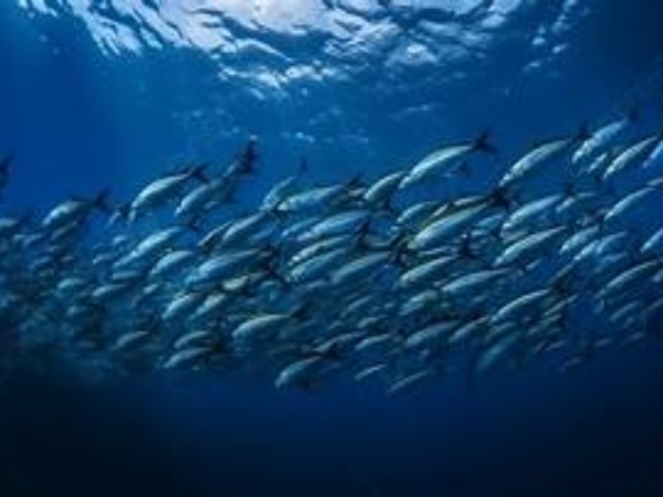 Mơ thấy đàn cá có điềm gì và nên chọn số tài lộc nào?