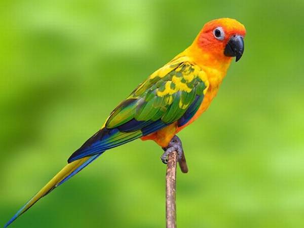 Ý nghĩa của con vẹt trong tâm linh và phong thủy