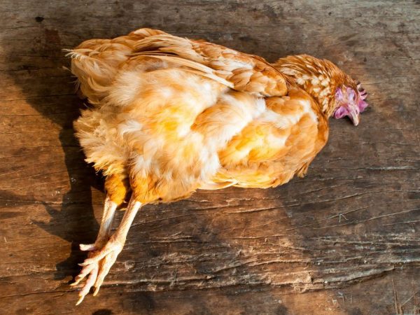 Nằm mơ thấy gà chết có điềm gì có số gì tài lộc