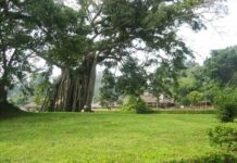 Nằm mơ thấy cây cổ thụ rất to có điềm báo gì, tốt hay xấu? mơ thấy cây cổ thụ rất to