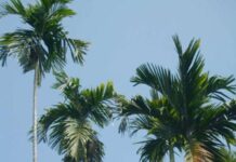 Mơ thấy cây cau là điềm gì, giải mã chi tiết con số may mắn